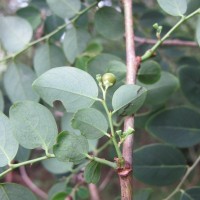 Breynia vitis-idaea (Burm.f.) C.E.C.Fisch.